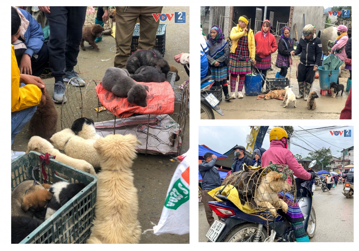 Phía cuối chợ, dọc bờ sông là khu chợ chó, nơi bà con buôn bán nhiều giống chó quý vùng cao.