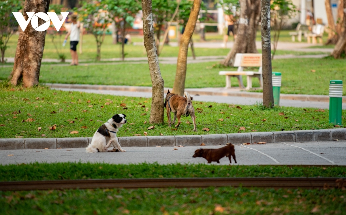Công viên, khu vui chơi - nơi nhiều người đưa chó, vật nuôi đi dạo 