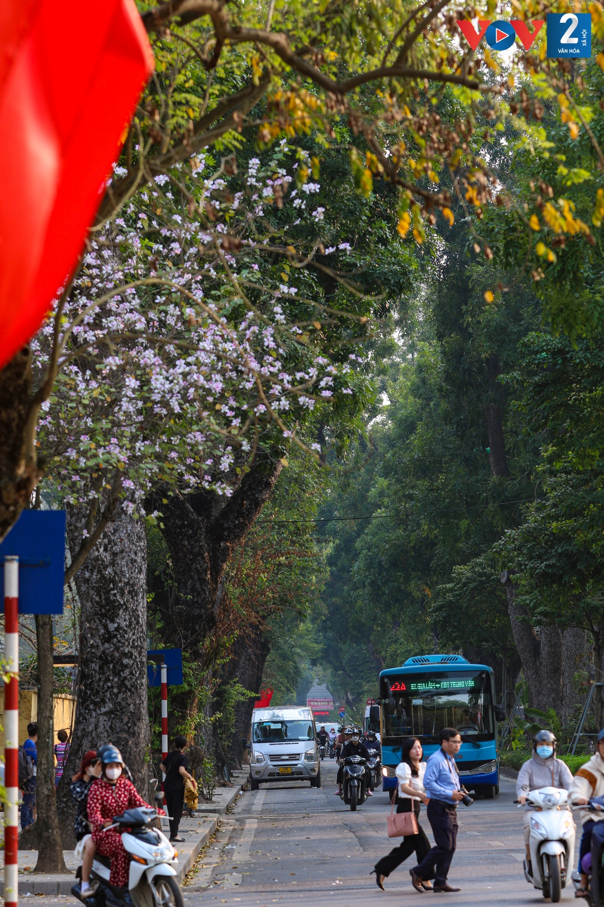 Màu tím phơn phớt dịu dàng càng khiến những con đường của Thủ đô trở nên thơ mộng hơn.