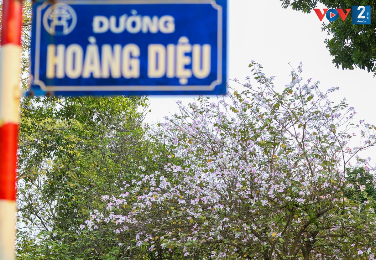 Một trong những điểm ngắm hoa ban đẹp nhất là đường Hoàng Diệu (quận Ba Đình), đối diện khu vực Đài tưởng niệm Bắc Sơn.