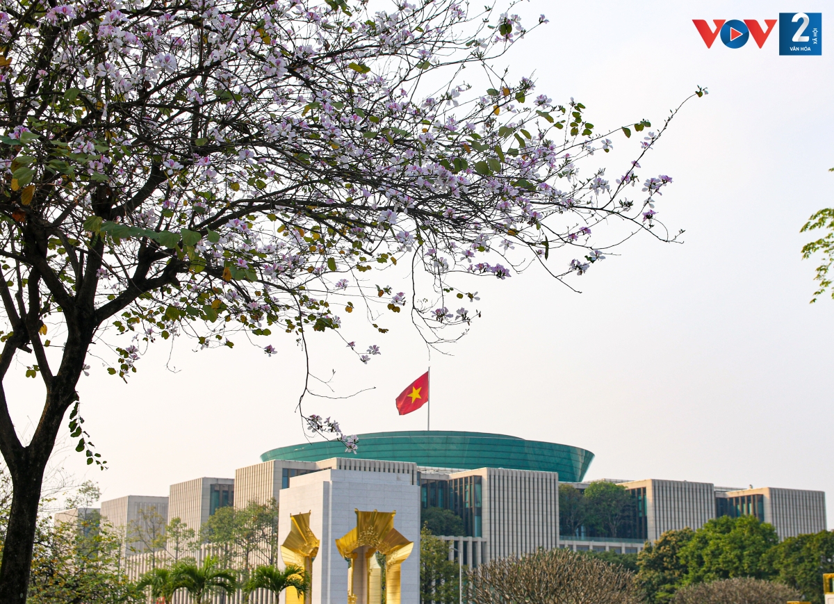 Từ lâu, cây hoa ban đã được đem về thuần dưỡng và trồng tại Hà Nội. Khoảng cuối tháng Hai đầu tháng Ba, hoa ban nở bừng giữa lòng thủ đô.