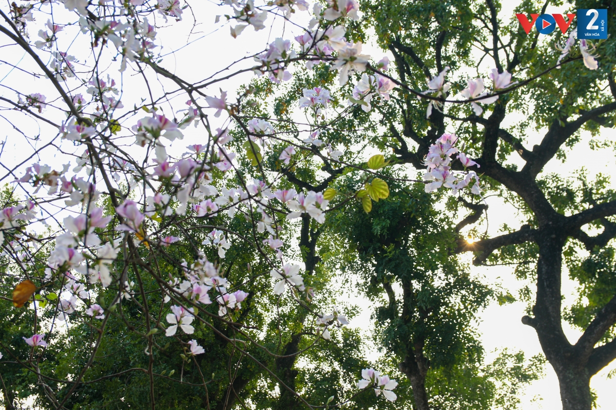 Loài hoa của núi rừng đang khoe sắc trong những ngày xuân Hà Nội. Mùa hoa ban thường kéo dài đến hết tháng Ba và lụi dần vào tháng Tư.