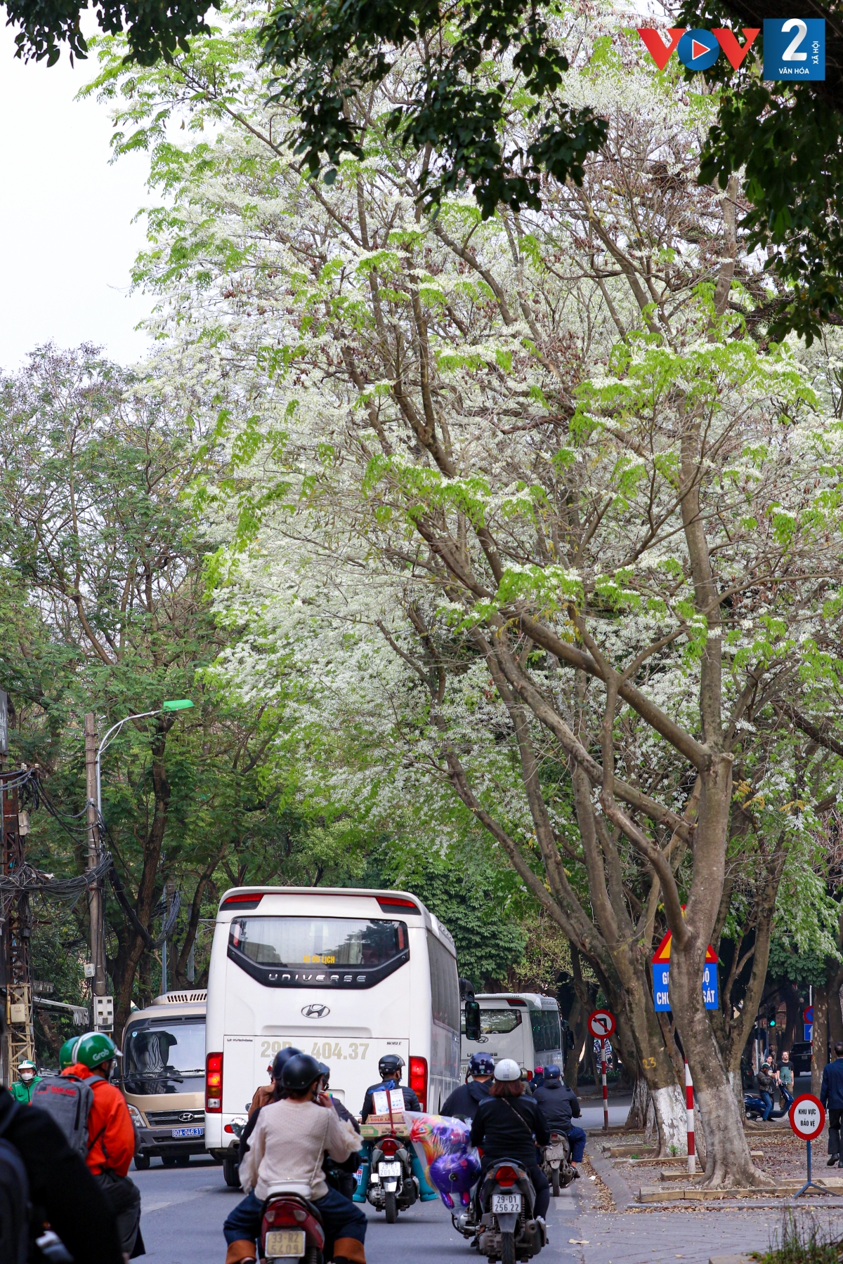Cứ mỗi mùa hoa sưa đến, đường Hoàng Hoa Thám lại được nhuộm trắng cả một quãng dài.