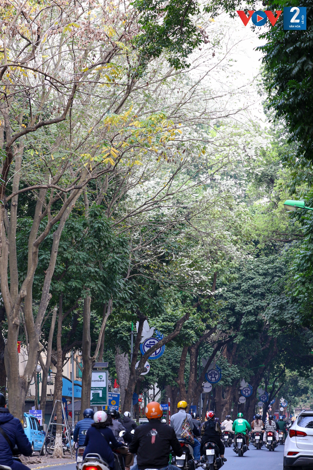 Cây sưa được trồng nhiều nhất trên các phố Phan Đình Phùng, Hoàng Hoa Thám, Phan Chu Trinh, Giảng Võ, đường Thanh Niên....