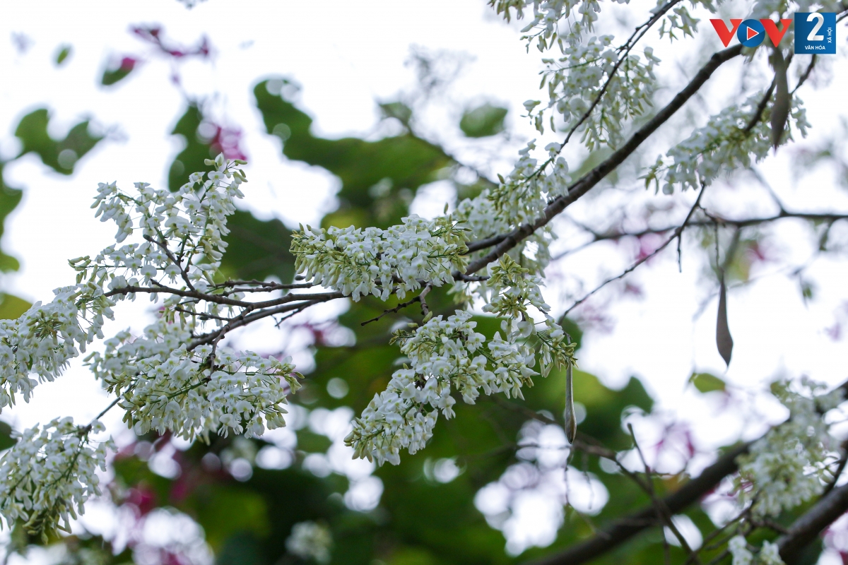 Những bông hoa nhỏ màu trắng mong manh tô điểm cho vẻ đẹp lãng mạn của Hà Nội mỗi độ xuân về.
