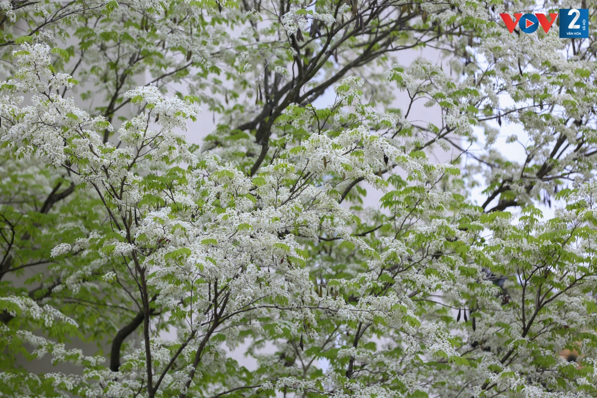Từ xa, cây sưa rất dễ nhận ra với những chùm hoa trắng muốt, nổi bật giữa chồi non xanh biếc.