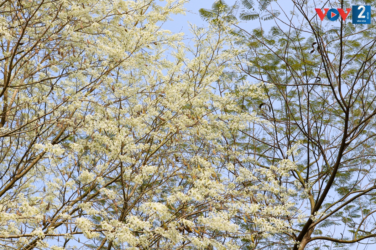 Với người Hà Nội, hoa sưa gắn liền với thời gian chuyển mùa từ đông sang hè. Năm nay, do thời tiết ấm áp, hửng nắng sau những ngày lạnh giá nên hoa sưa nở sớm hơn so với mọi năm.