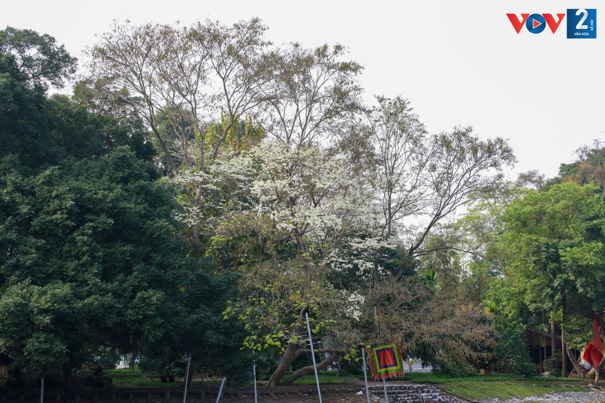 Thả bước trong công viên Thống Nhất, bạn có thể ngắm hoa sưa đang rộ nở, nổi bật giữa không gian xanh.