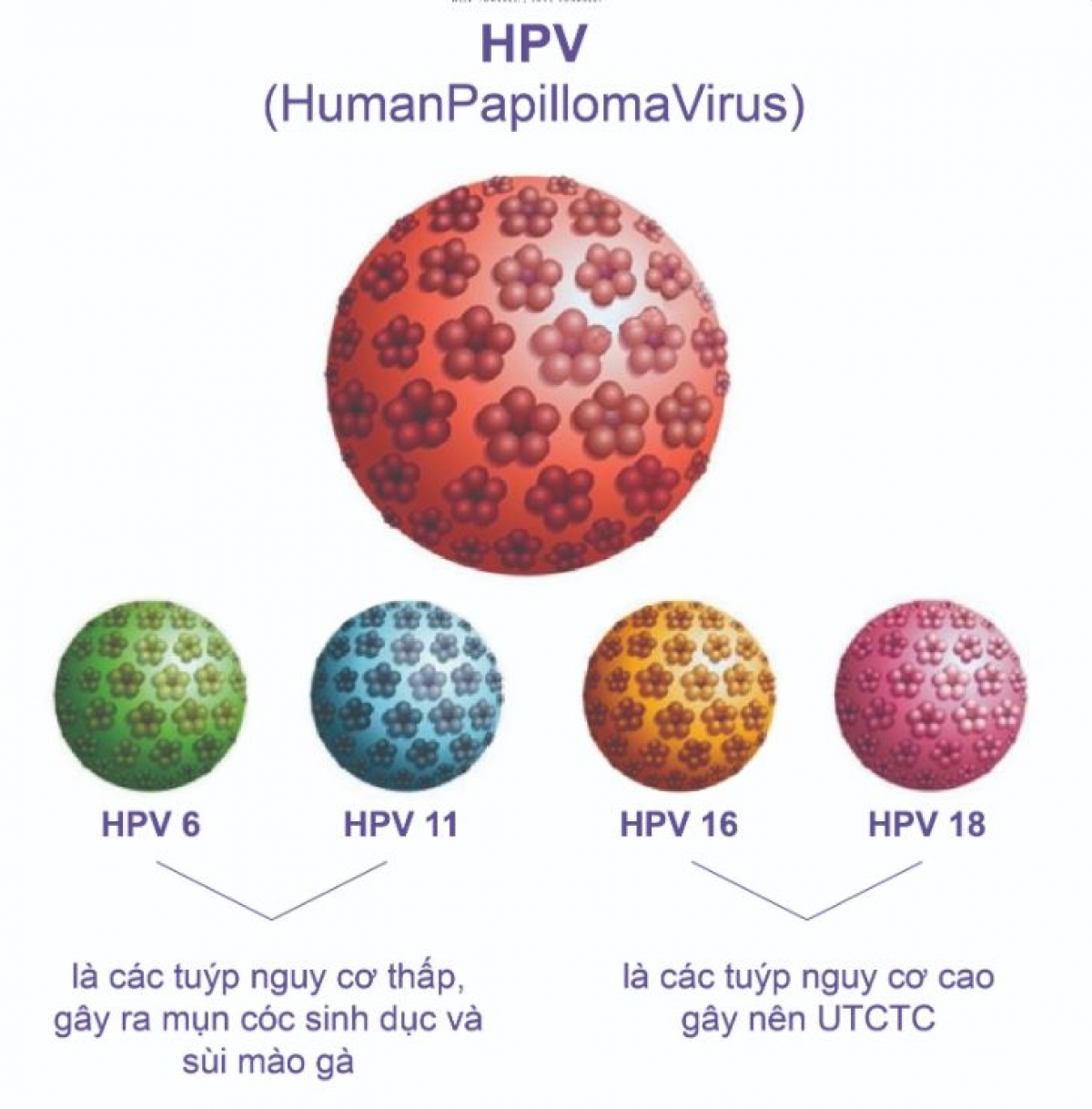 Các type HPV phổ biến gây bệnh cho các cơ quan sinh dục
