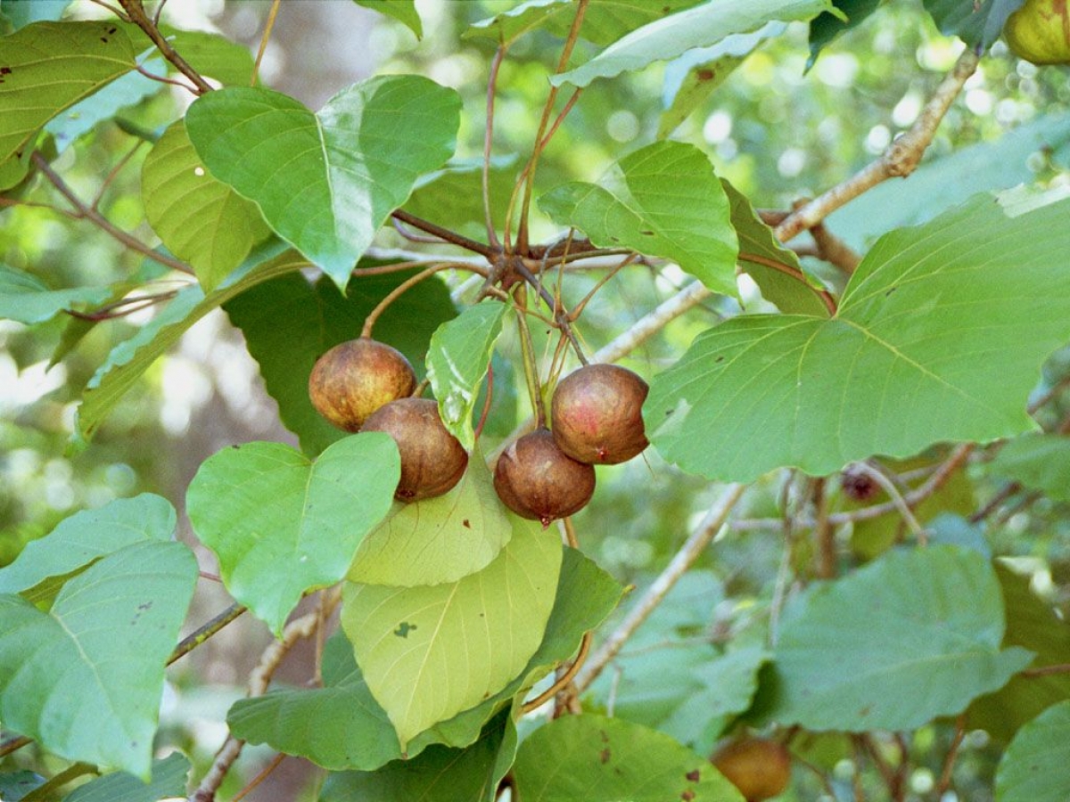 Hạt của cây trẩu có chứa chất độc Saponosid