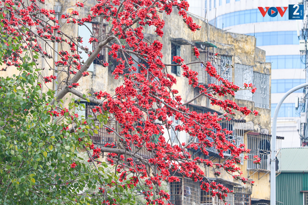 Mỗi độ tháng Ba về, khung cảnh thành thị ở Hà Nội như được khoác lên một tấm áo mới bởi sắc đỏ hoa gạo.