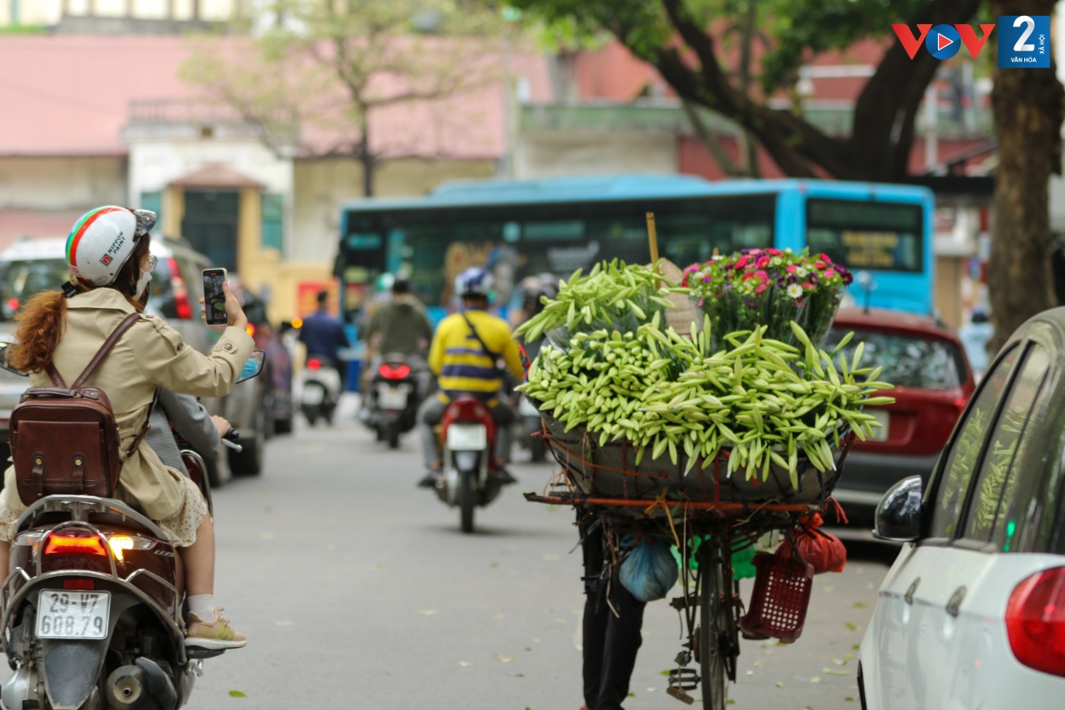 Cuối xuân sang hè, khắp các con phố Thụy Khuê, Phan Đình Phùng, Láng Hạ, Thanh Niên, Giảng Võ…, không khó bắt gặp những chiếc xe đạp chở đầy hoa loa kèn.