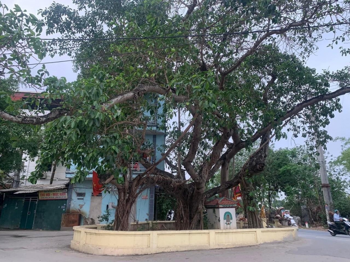 Cây đa ba rễ đầu làng thôn Song Khê được công nhận Cây di sản Việt Nam