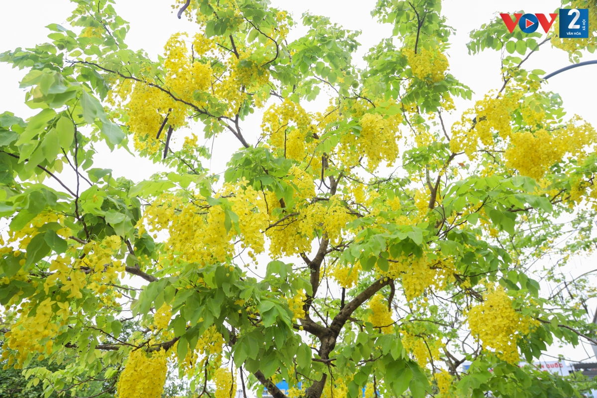 Muồng là quốc hoa của Thái Lan. Ở xứ sở Chùa Vàng, muồng hoàng hậu được gọi là dok khuen - màu hoa tượng trưng cho Hoàng gia Thái. Loại hoa này cũng là biểu trưng của bang Keral (Ấn Độ), được gọi là kanikkonna.