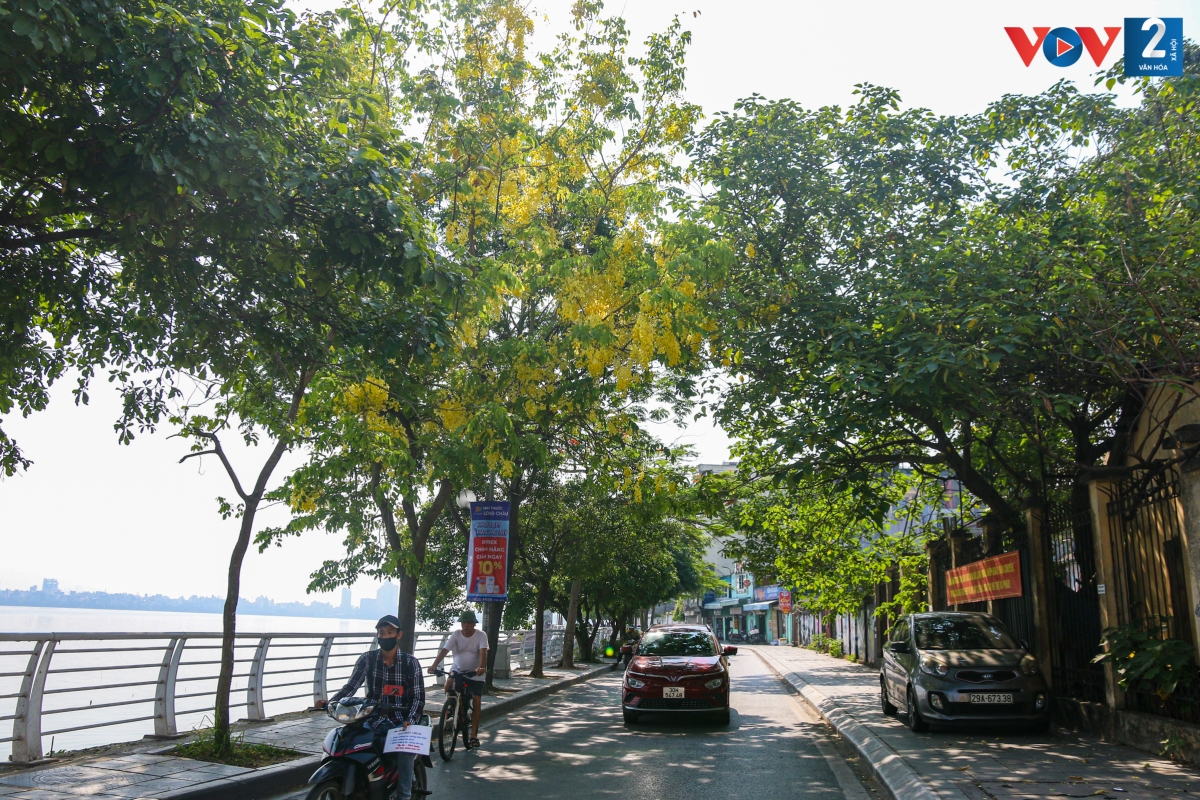Dọc các con đường ven Hồ Tây đang được nhuộm vàng bởi muồng hoàng yến, tô điểm cho phố phường Hà Nội thêm phần rực rỡ.