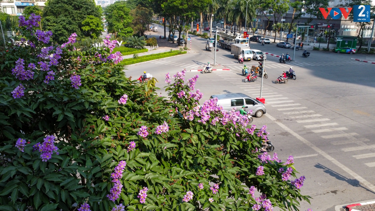 Ở Hà Nội, bằng lăng được trồng nhiều ở các con phố, nhưng đẹp và ấn tượng nhất phải kể đến các phố Nguyễn Thái Học, Kim Mã, Mỹ Đình, Hoàng Quốc Việt…