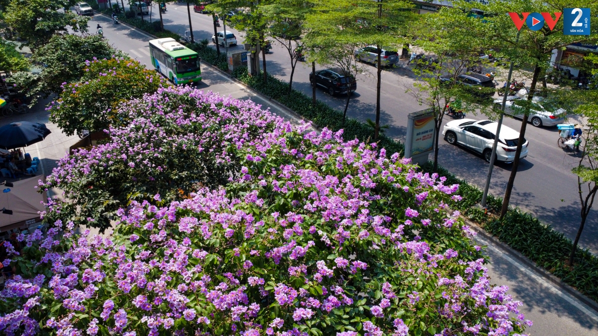 Mỗi tháng của Hà Nội đều ứng với một mùa hoa đặc trưng. Nếu như tháng 3 là mùa của những bông hoa sưa nhỏ xinh, tháng 4 mùa của hoa loa kèn dịu dàng thì tháng 5 là sắc tím đặc trưng của bằng lăng.