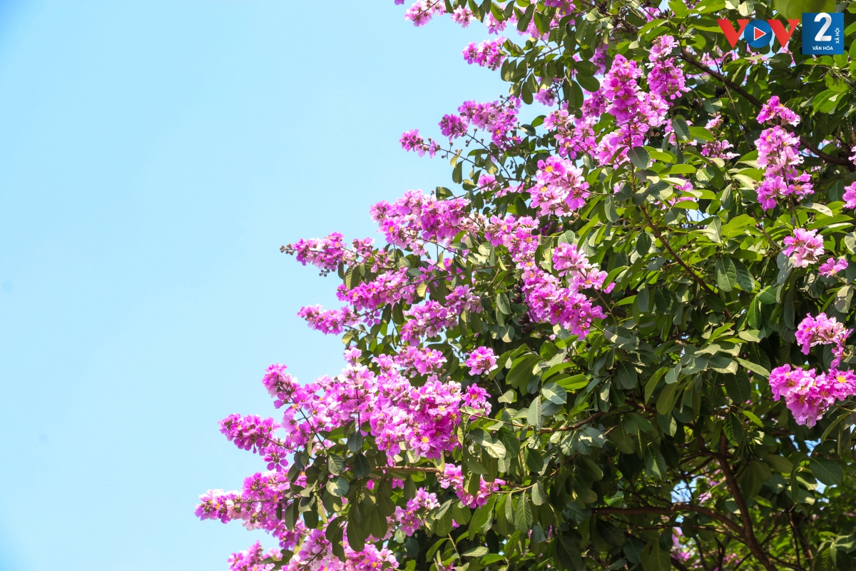 Hoa bằng lăng nở có màu tím đậm, rồi nhạt dần cho đến khi rụng.
