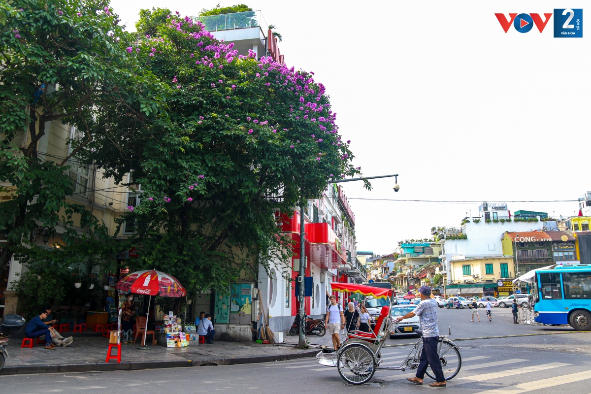 Hoa bằng lăng có nguồn gốc từ Ấn Độ với màu sắc tím nhạt, ở Việt Nam thường được trồng để làm cảnh quan đô thị. Những cánh hoa mỏng tang, khoe sắc rực rỡ dưới nắng hè làm nên vẻ đẹp rất riêng cho Hà Nội.