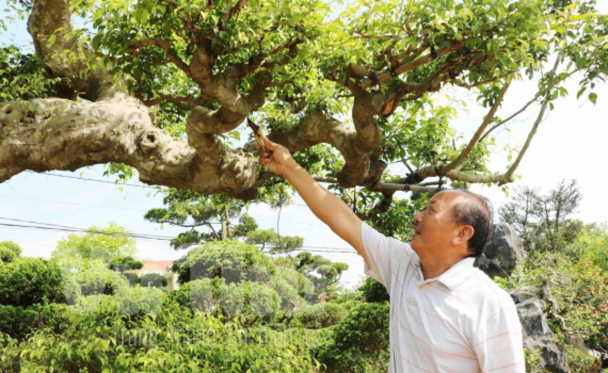 Ông Nguyễn Như Tuấn, thôn Toàn Thắng xã Bách Thuận đang chăm sóc, cắt tỉa cây cảnh