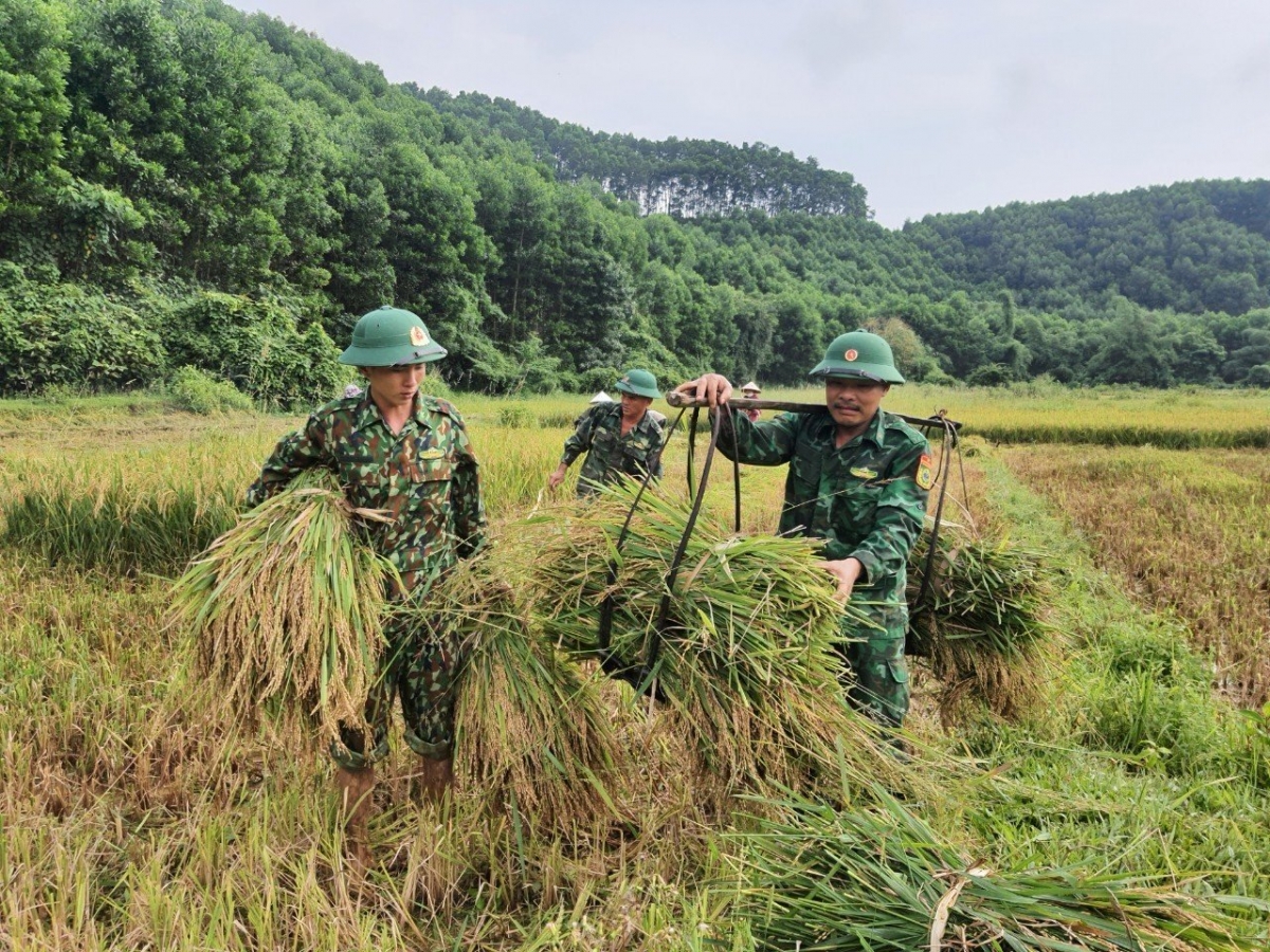 Cán bộ chiến sĩ Đồn biên phòng Phú Gia giúp dân gặt lúa
