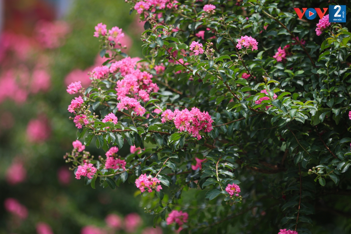 Hoa tường vi còn được biết đến với nhiều tên gọi khác, như tầm xuân nhiều hoa, hồng nhiều hoa, tường vi Nhật, dã tường vi, thuộc họ hoa hồng.