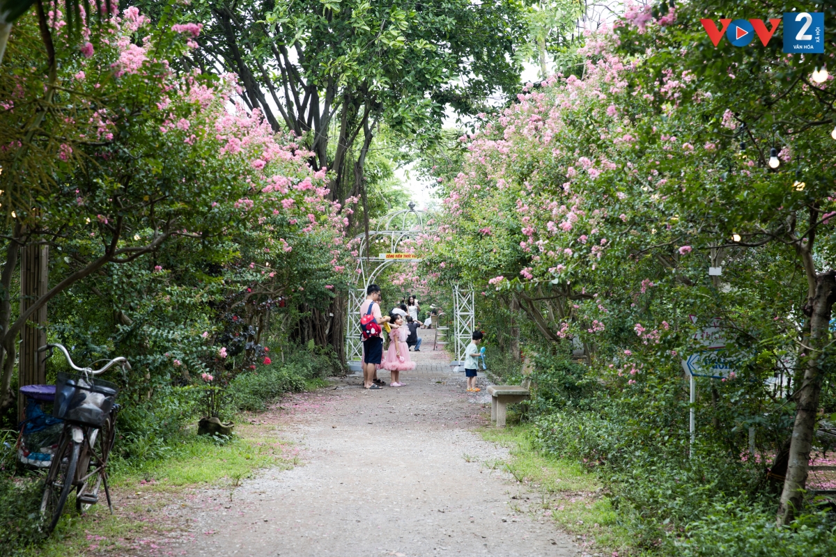 Cách trung tâm Thủ đô khoảng 10 km, con đường hoa tường vi tại Công viên thực vật cảnh (thuộc xã Tam Hiệp, huyện Thanh Trì) là một địa điểm đang thu hút hàng trăm bạn trẻ đến chụp ảnh.