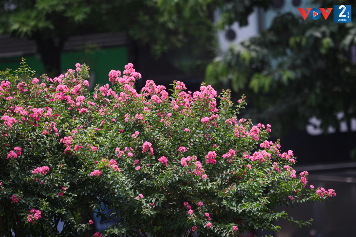 Tường vi thường có nhiều màu sắc đỏ, hồng, trắng…, Tuy nhiên, hoa tường vi hồng thường được trồng nhiều hơn.