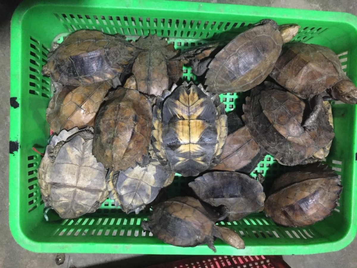 Số lượng lớn rùa của đối tượng Huỳnh Thị Kim Cương từng bị phát hiện, tịch thu vào năm 2018 (Ảnh Công an tỉnh Quảng Nam)