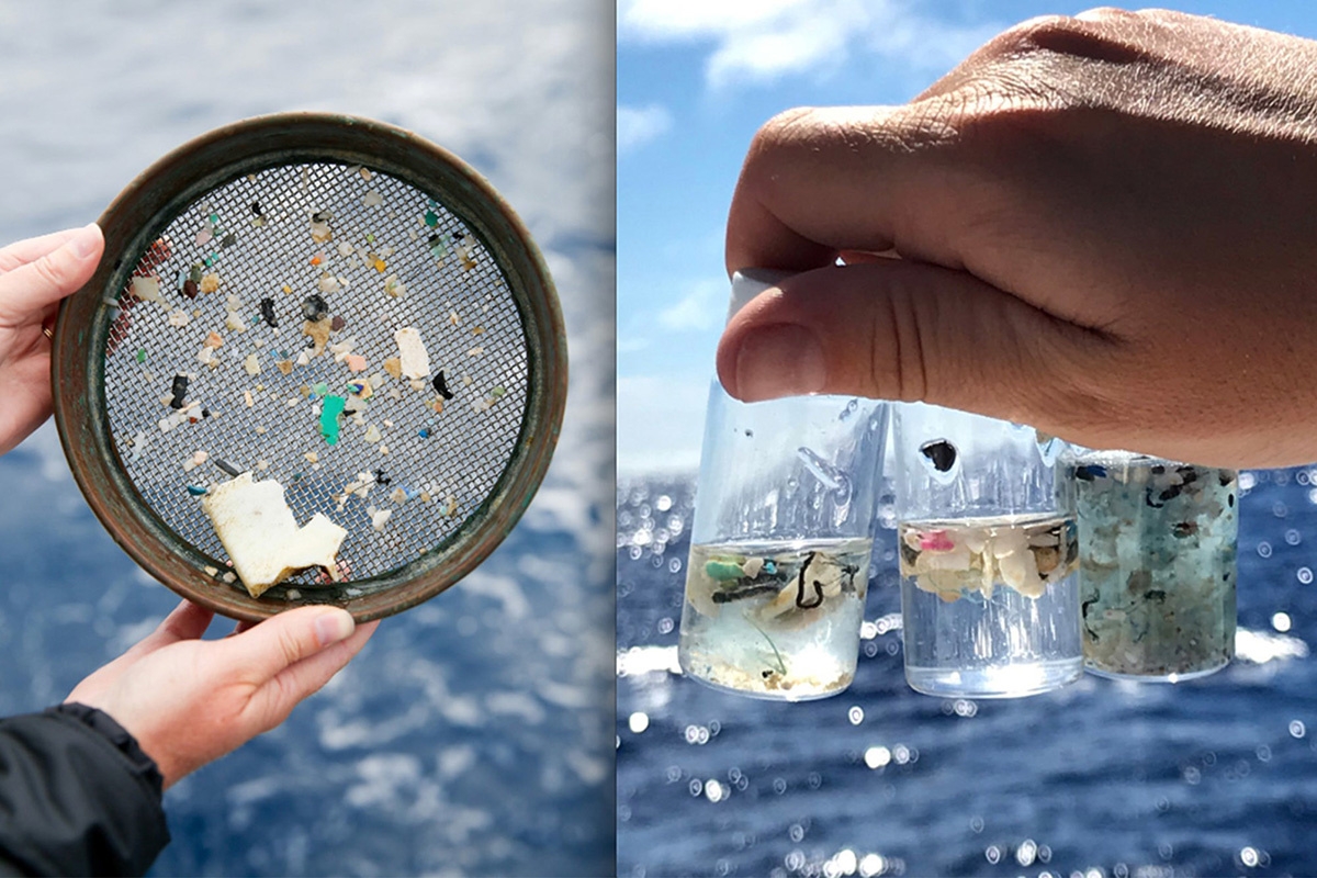 Những mảnh vụn nhựa có thể khiến sinh vật biển bị thương