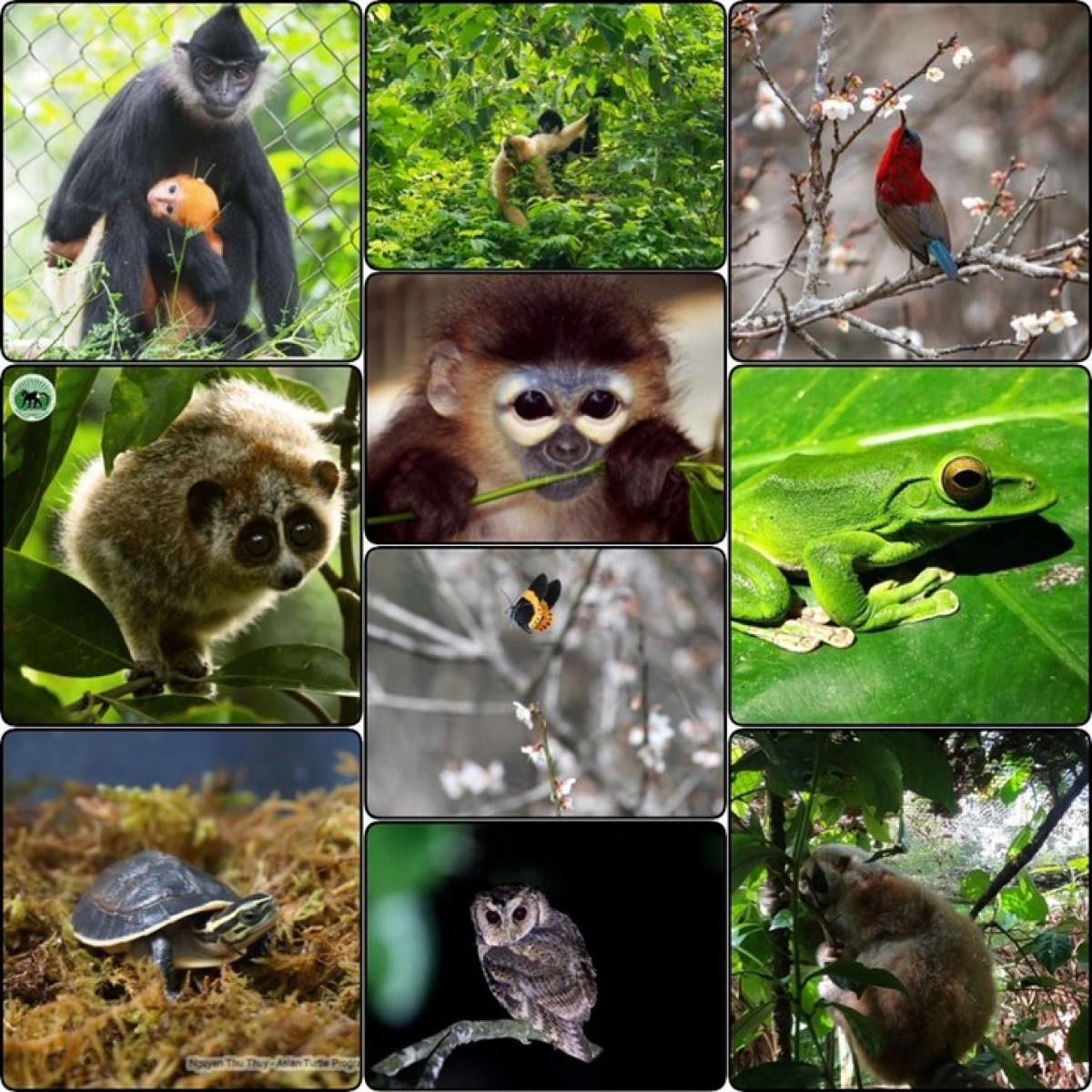                            Vườn quốc gia Cúc Phương là nơi cư trú của hàng trăm loài động vật quý hiếm… Ảnh: Fb VQG Cúc Phương