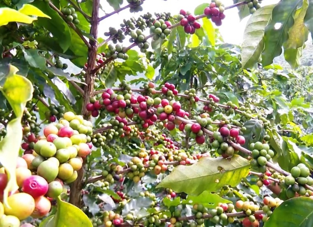 Diện tích cà phê ở Sơn La đang dẫn đầu miền Bắc