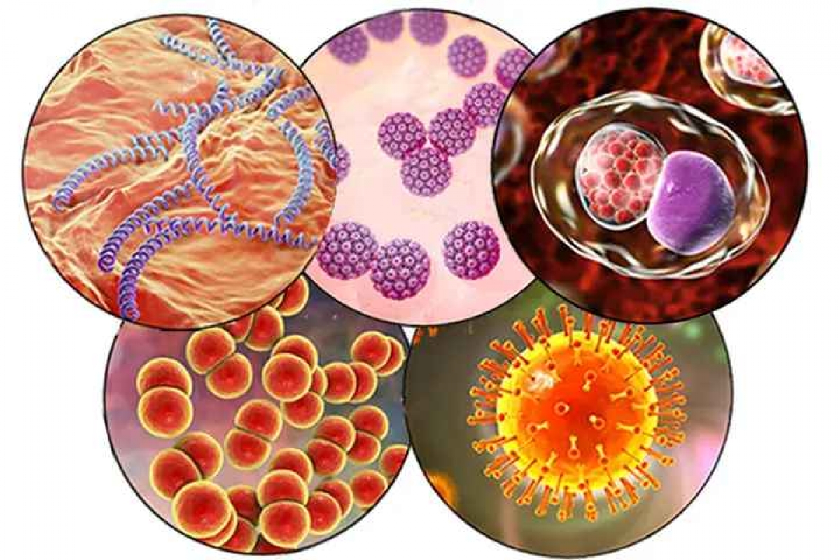 Có hàng chục loại vi khuẩn, virus gây bệnh lây truyền qua quan hệ tình dục.