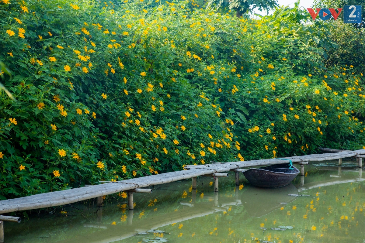 Cảnh đẹp như tranh tại vườn hoa dã quỳ nở vàng rực giữa lòng Hà Nội.