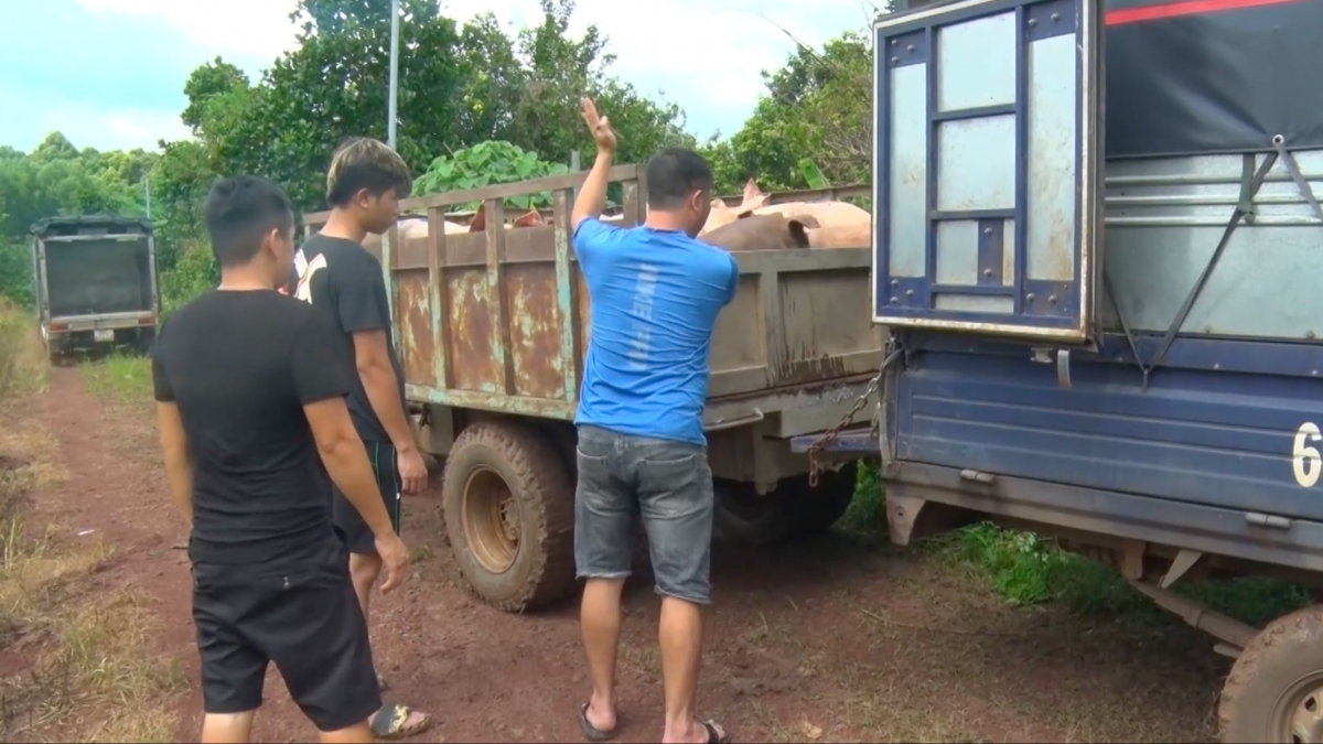 Một trại heo ở huyện Thống Nhất bị buộc xuất chuồng sớm do vi phạm môi trường 