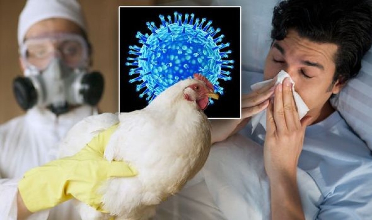 Dịp cuối năm, nguy cơ lây nhiễm cúm gia cầm sang người rất lớn