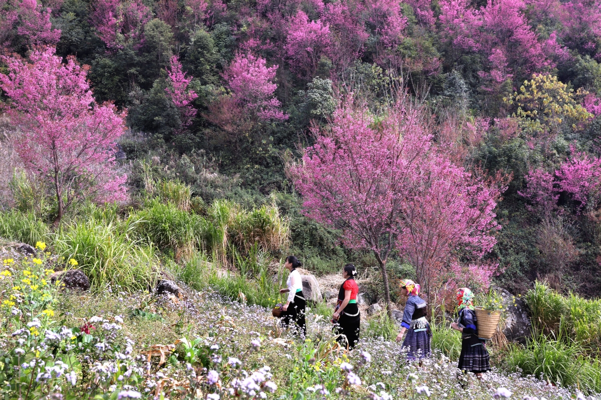 Hoa Tớ Dày gắn liền với đời sống của nhiều thế hệ người Mông vùng cao Mù Cang Chải, là loài hoa có sức sống mãnh liệt và chỉ nở vào mùa đông lạnh giá