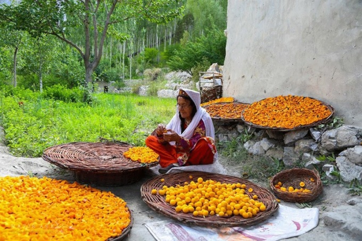 Người Hunza ít ăn thịt, không ăn thực phẩm chế biến sẵn, chủ yếu sử dụng rau củ quả trồng trong vườn nhà