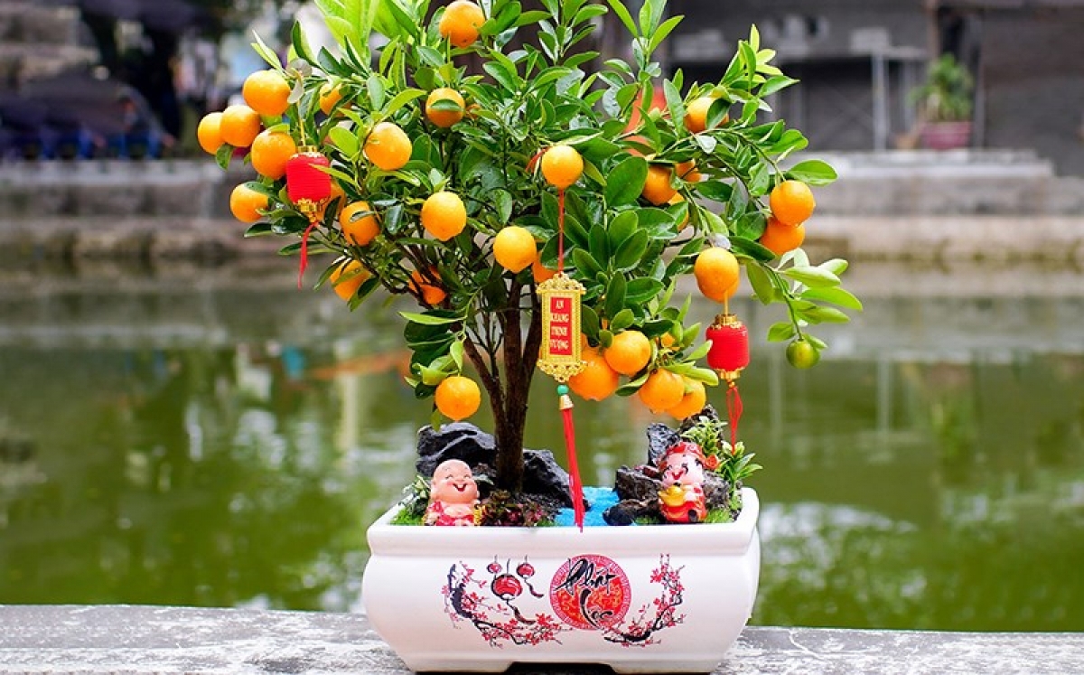 Với xu thế đơn giản, gọn nhẹ, Tết Giáp Thìn 2024, những chậu cây quất bonsai cũng là gợi ý tặng quà cho người cao tuổi của con cháu.