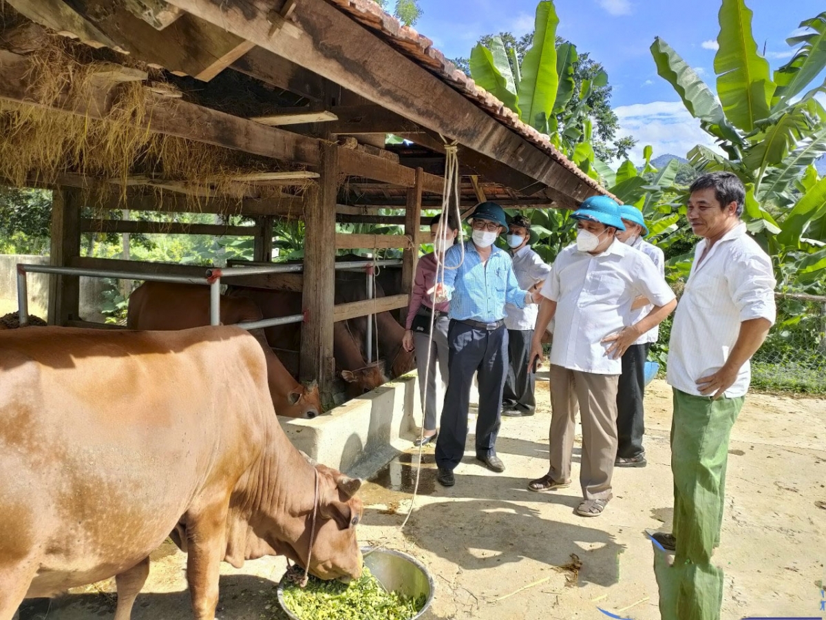 Từ đi đầu đến chia sẻ kinh nghiệm, dẫn kỹ thuật, ông Kha Văn Toàn đã biến mô hình nuôi nhốt bò trở thành mô hình sinh kế xóa đói giảm nghèo ở xã Tam Quang