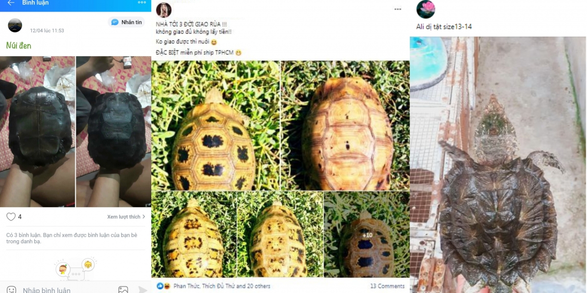 Các bài đăng quảng cáo rùa trên mạng xã hội của đối tượng Thái (Nguồn: ENV)