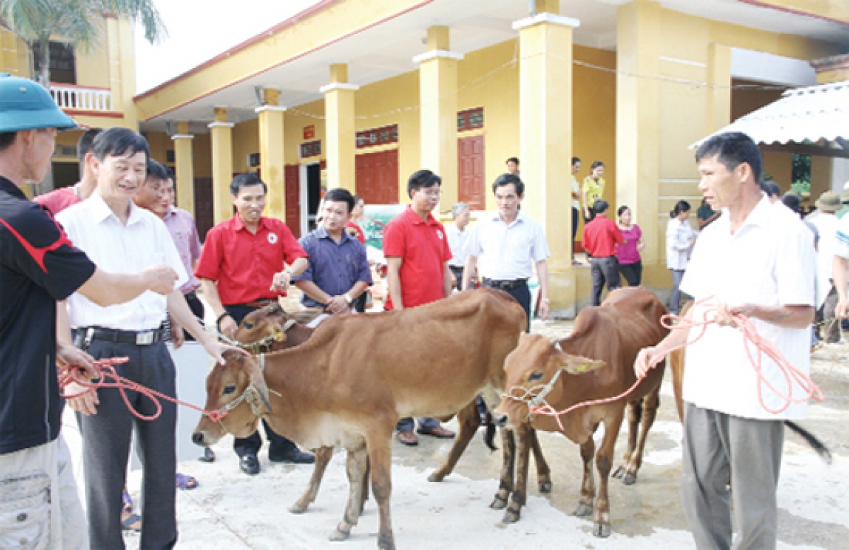 Chương trình trao bò sinh sản cho hộ nghèo ở Tân Sơn (Ảnh minh họa)