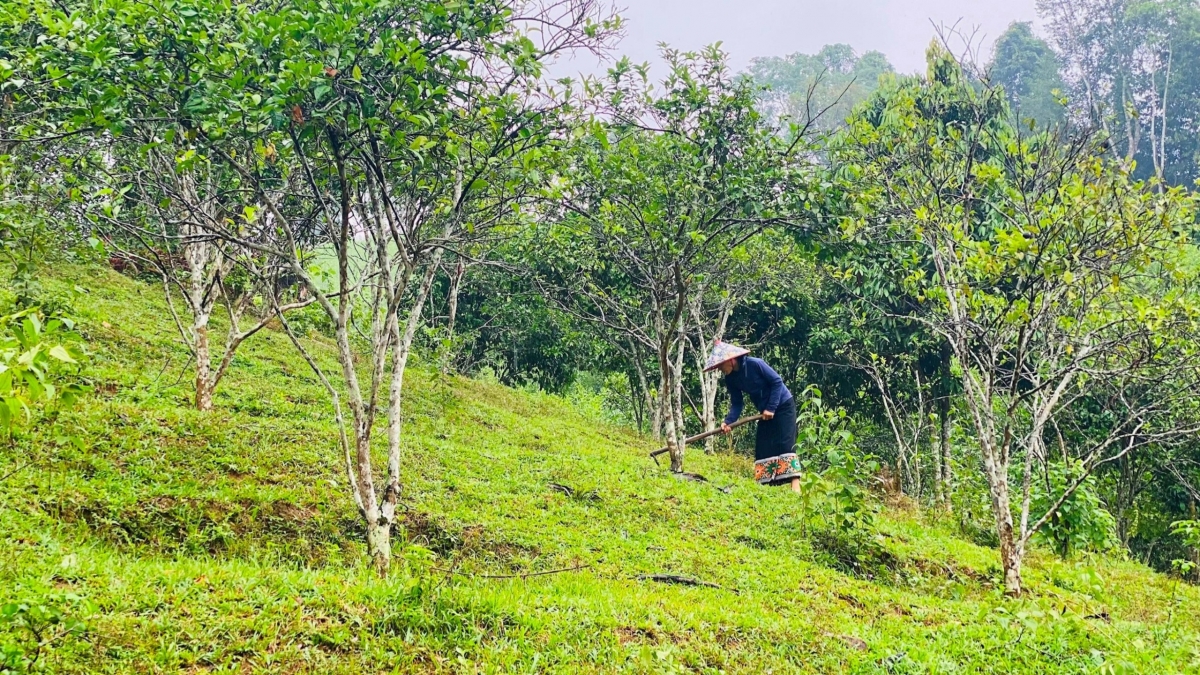 Đời sống khấm khá nhờ được vay vốn Nhà nước để sản xuất, chị Vi Thị May Súng giờ là tổ trưởng tổ TKVV để giúp nhiều hộ nghèo cũng được tiếp cận vốn vay chính sách như gia đình mình