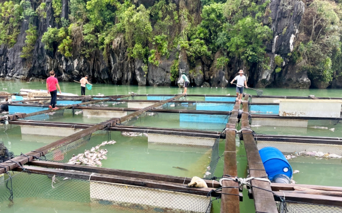 Nhiều hộ nuôi trồng thủy sản ở Quảng Ninh trắng tay sau bão - ảnh KT