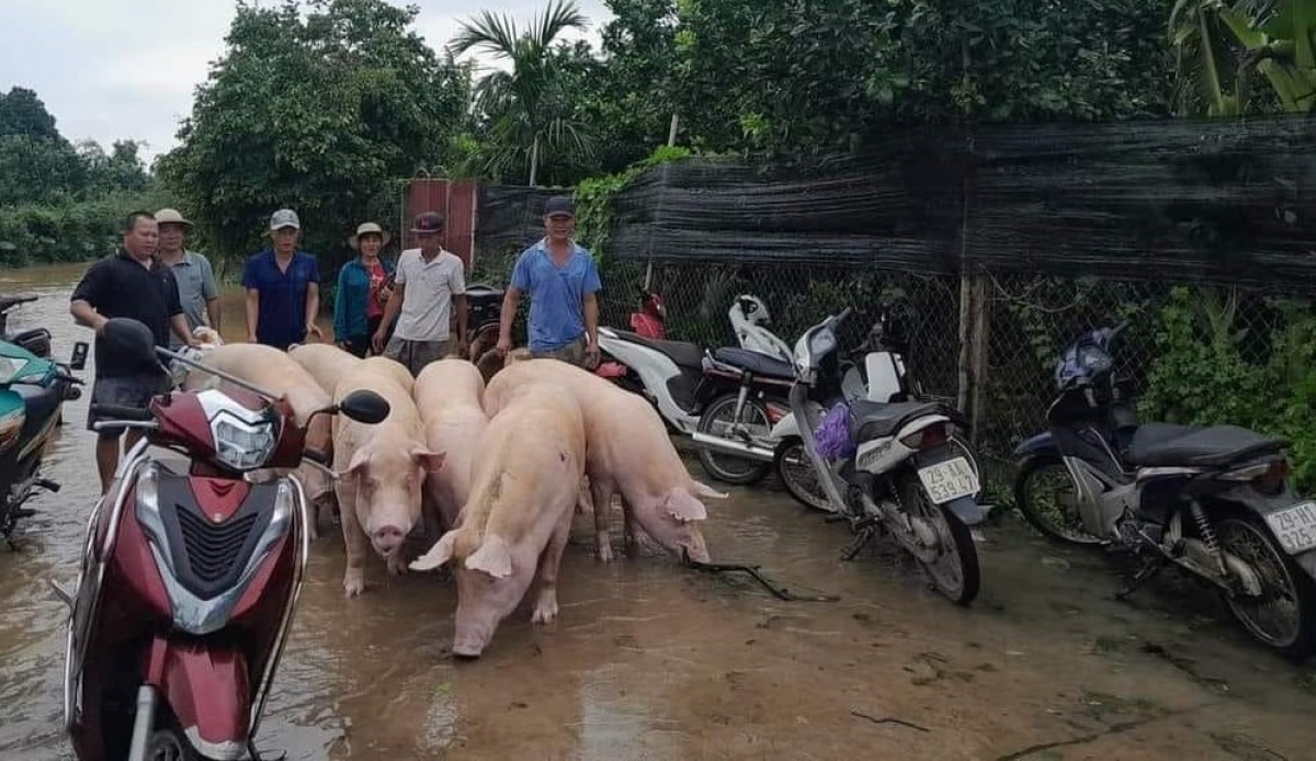 Cán bộ công đoàn huyện Phúc Thọ cùng người dân di chuyển đàn gia súc khỏi vùng lũ nguy hiểm