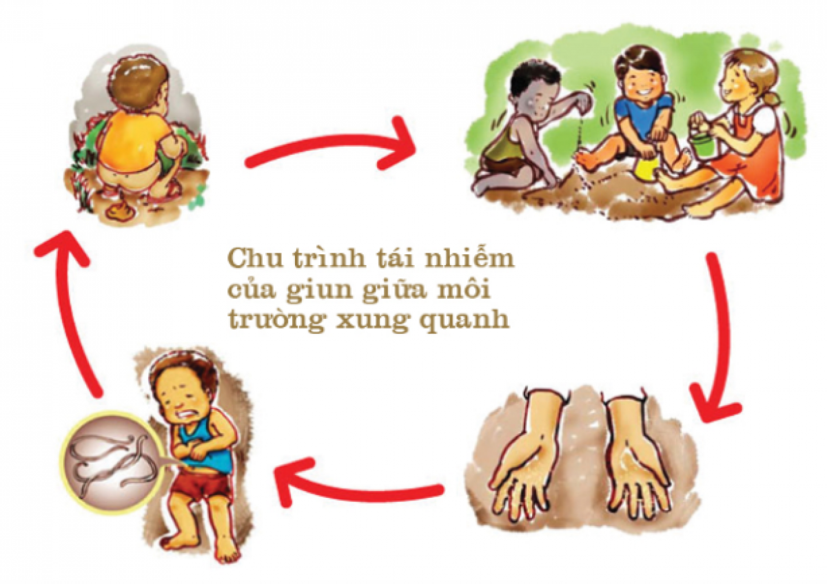 Chu trình tái nhiễm giun sán giữa môi trường xung quanh và trẻ em