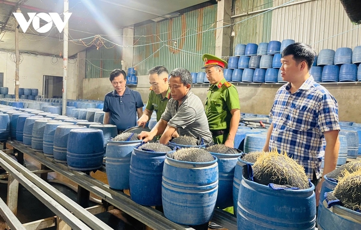 Công an tỉnh Lào Cai khởi tố 3 bị can sản xuất giá đỗ bằng hóa chất độc hại