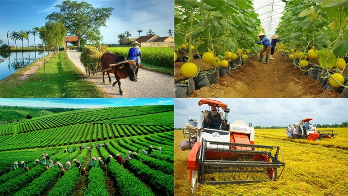 Nhiều mô hình giảm nghèo hiệu quả được nhân rộng trong giai đoạn 2021-2025 - Ảnh (nguồn:Baochinhphu.vn)