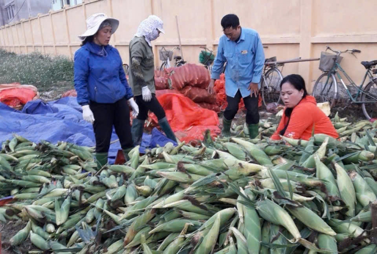 Nông dân HTX Nhân Lý bán ngô ngọt cho thu nhập khá. Ảnh: HTX cung cấp