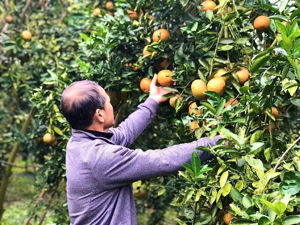Thay vì sử dụng phân bón hóa học hay thuốc diệt cỏ, thuốc trừ sâu thì nay người dân đã chuyển sang phương thức canh tác hữu cơ
